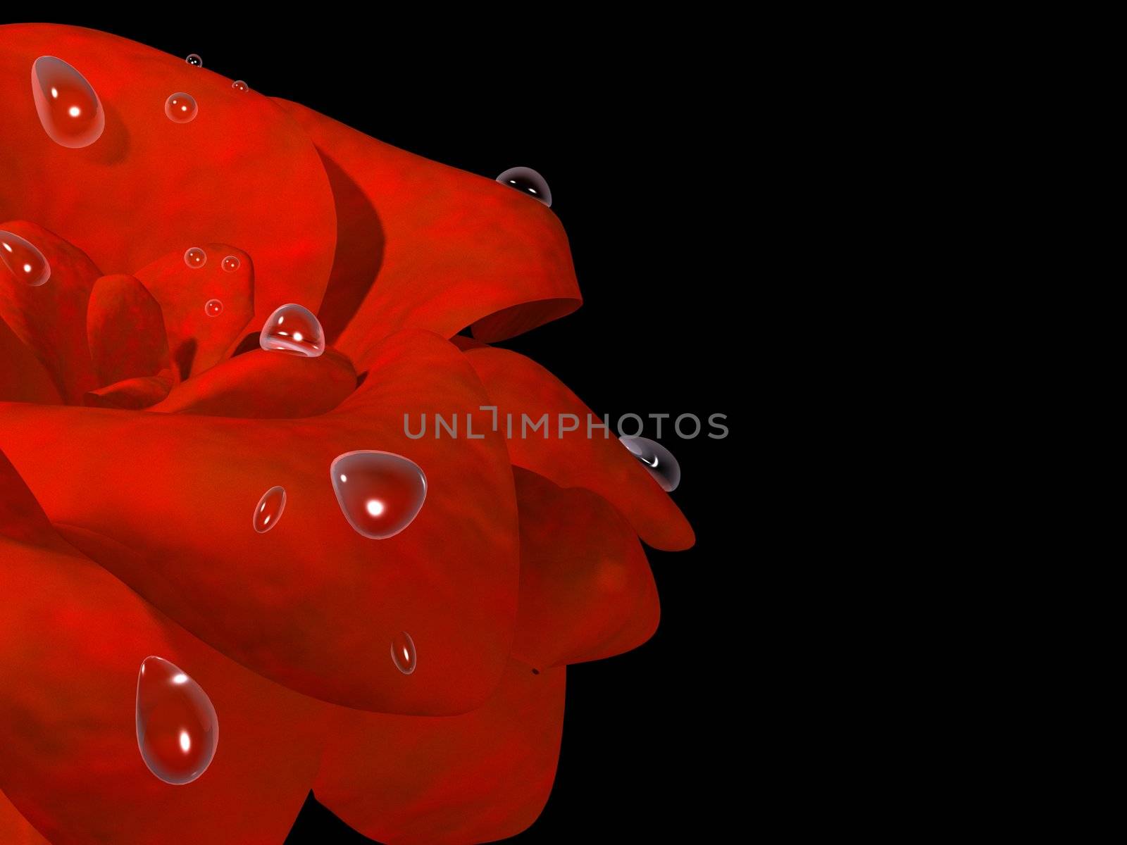 Drops of dew on a red beautiful rose
