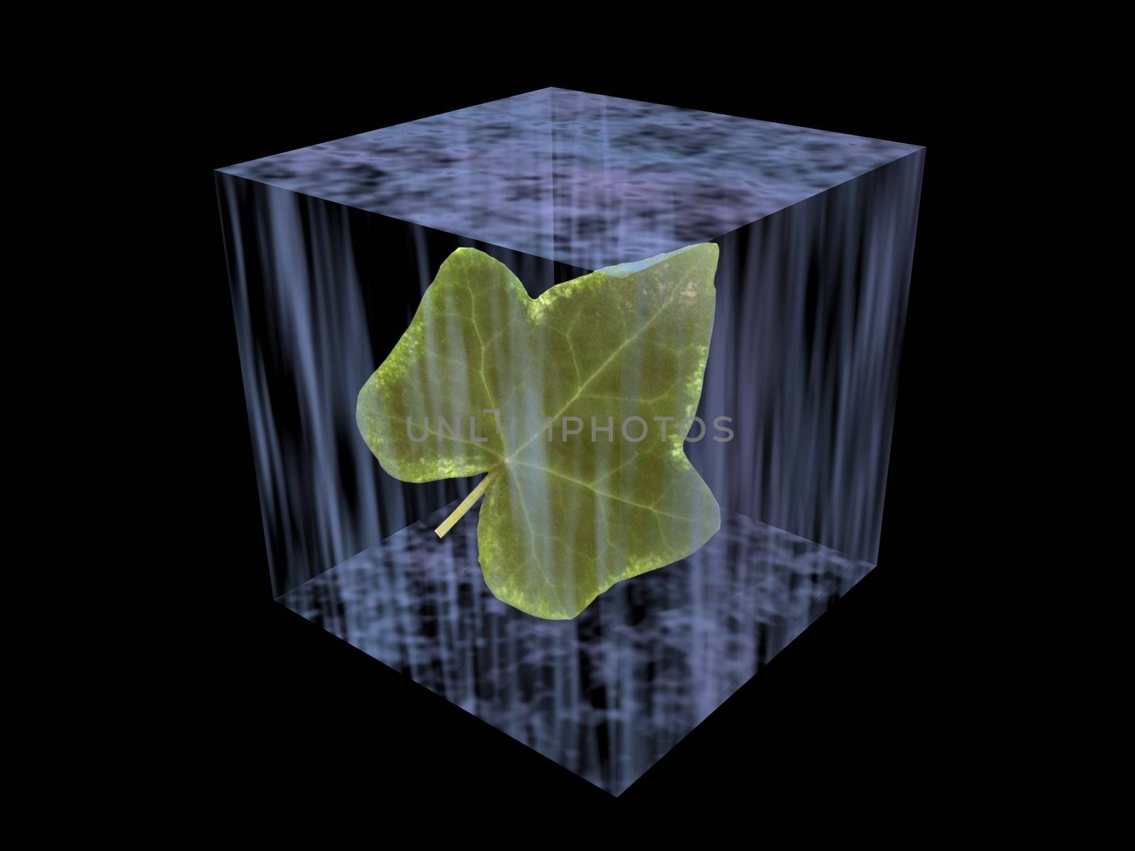 The frozen green leaf in a cube of an ice