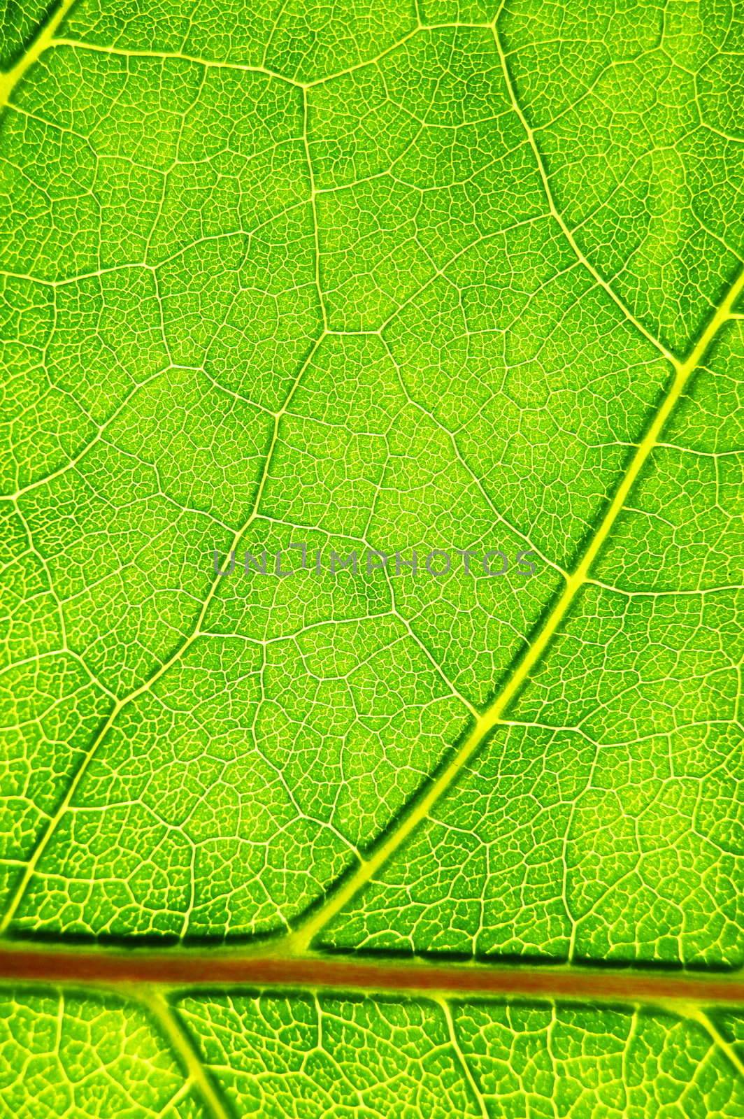 structure texture and pattern of green leaf