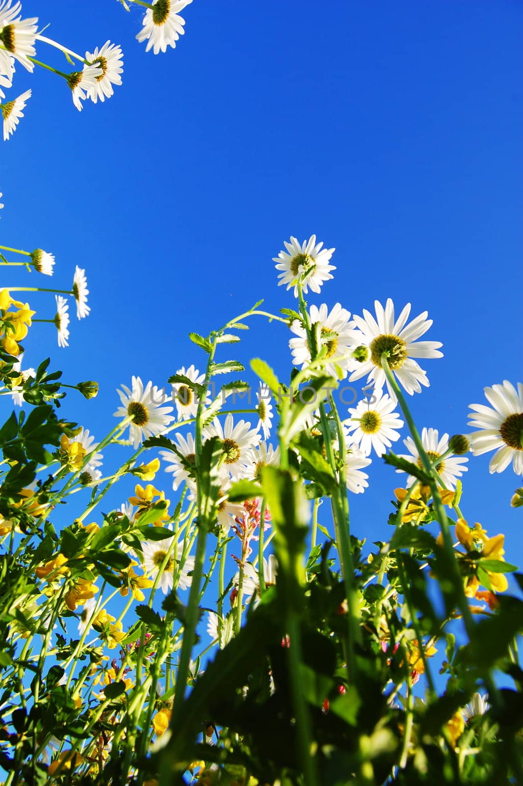 daisy flower in summer with blue sky by gunnar3000