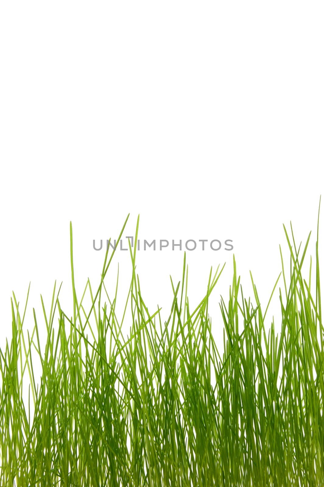 grass by gunnar3000