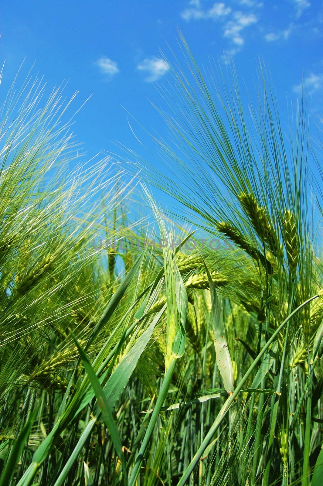 wheat grain under blue sky by gunnar3000