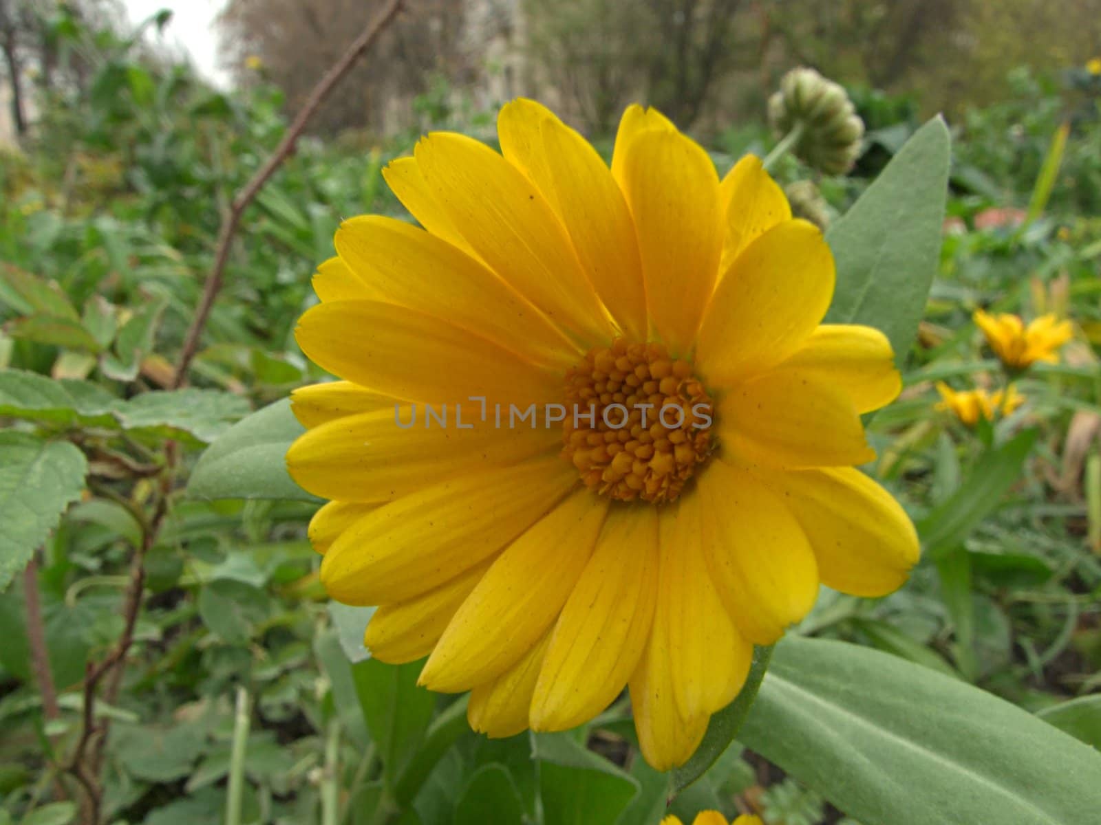 flowering calendula on Meadow