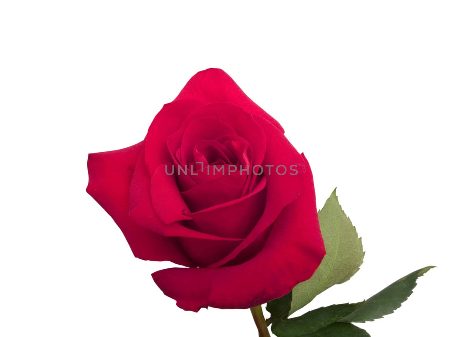 
beauty red rose