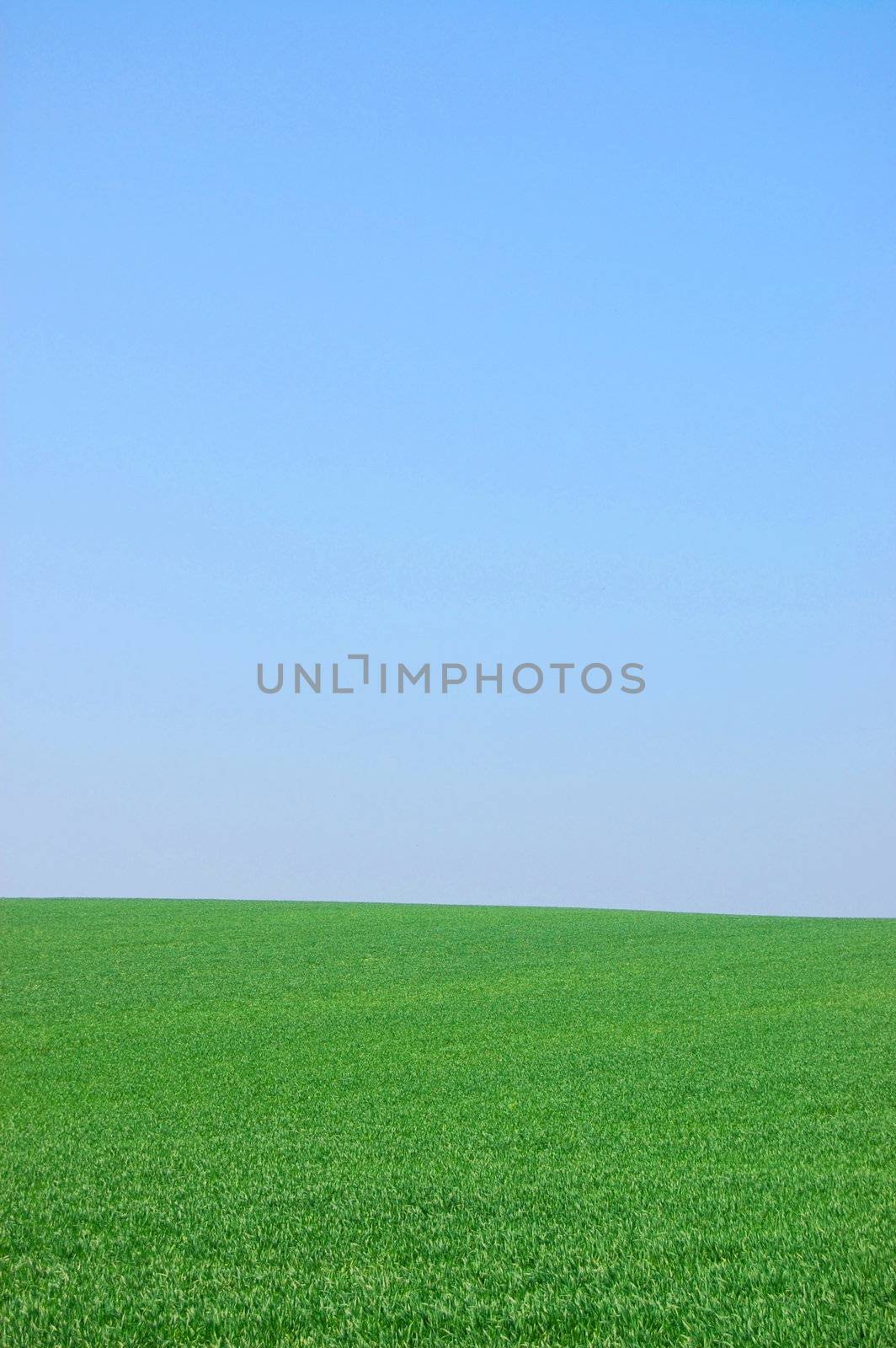 green summer landscape with grass and blue sky