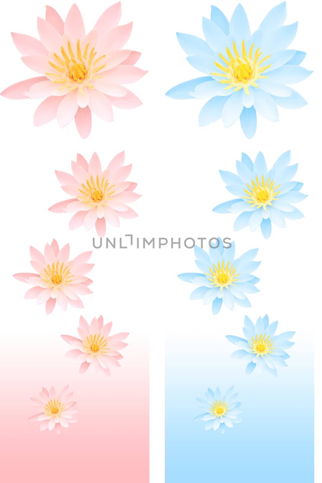 Pink and blue lily decor