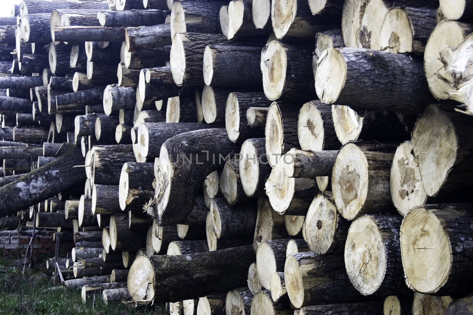 Russia, Leningrad region 2008, preparation of forest products in woods