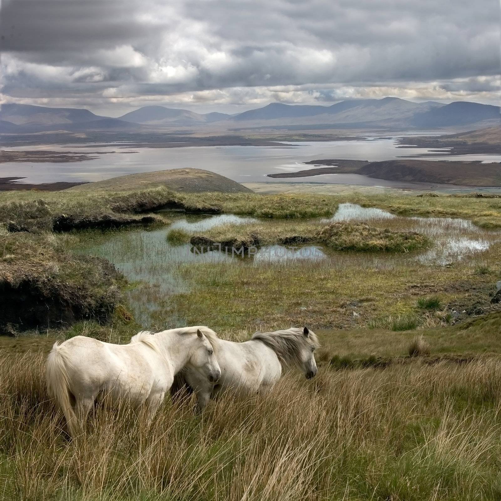Wild horses free to roam on Achill island Ireland