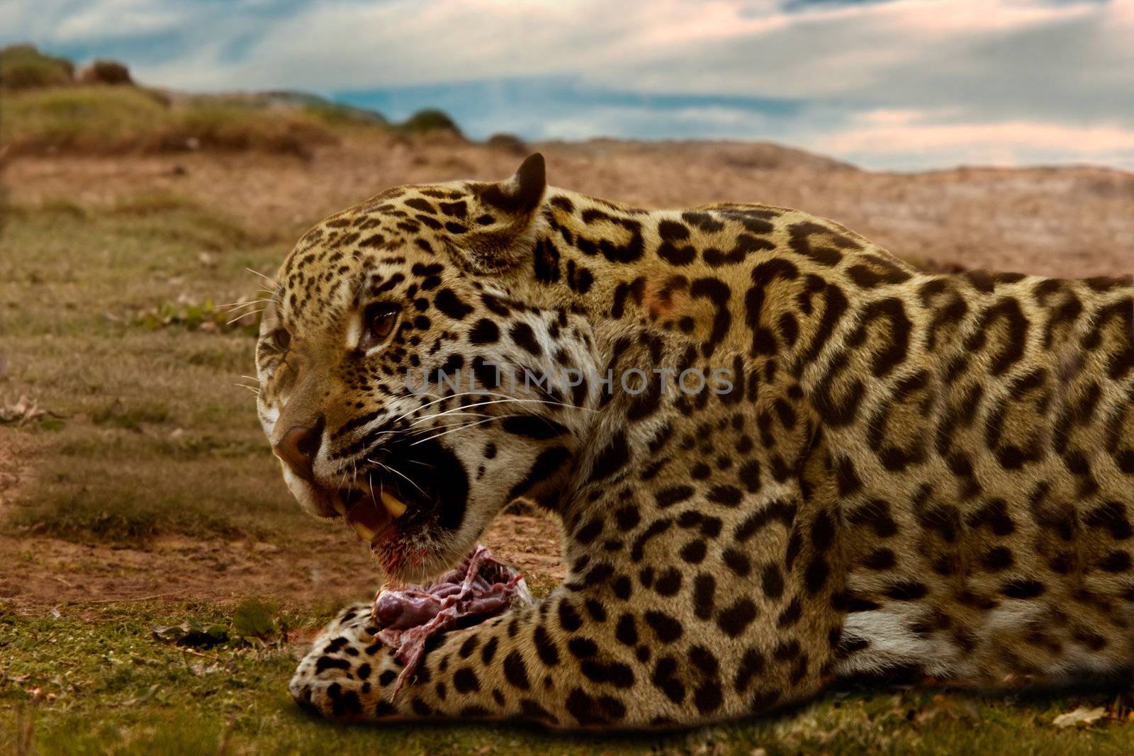 A Jaguar consuming its kill.