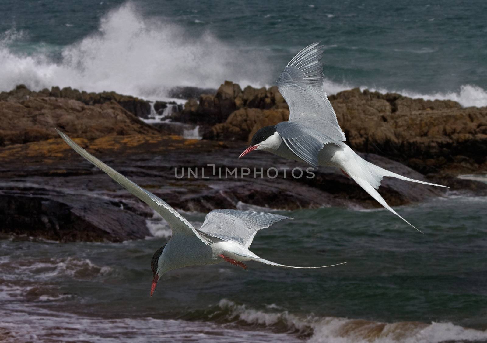 Arctic Terns fly allong the Northumberland coast, where they spend their Summer in England.