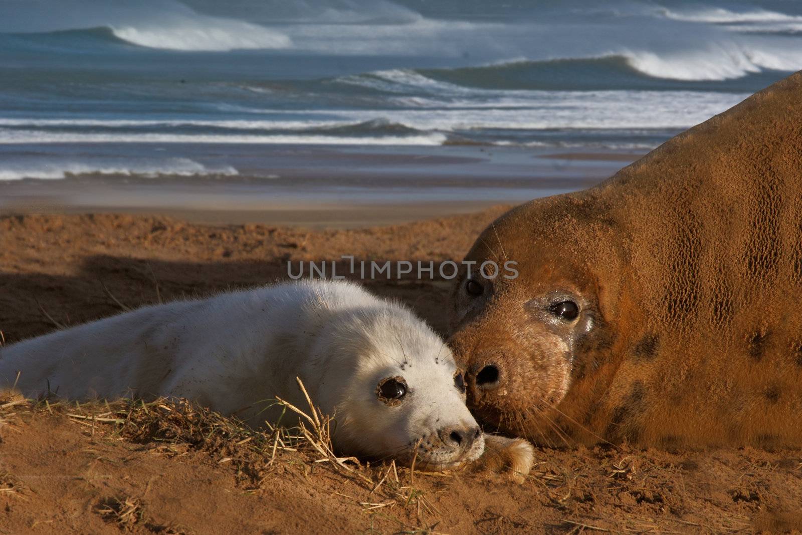 Female Seal with her pup at Donna Nook Lincolnshire England.