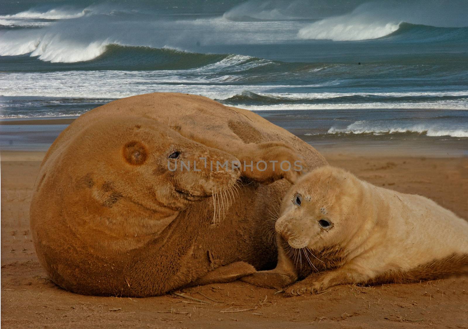 Female Atlantic Grey Seal with her pup at Donna Nook in Lincolnshire, England.