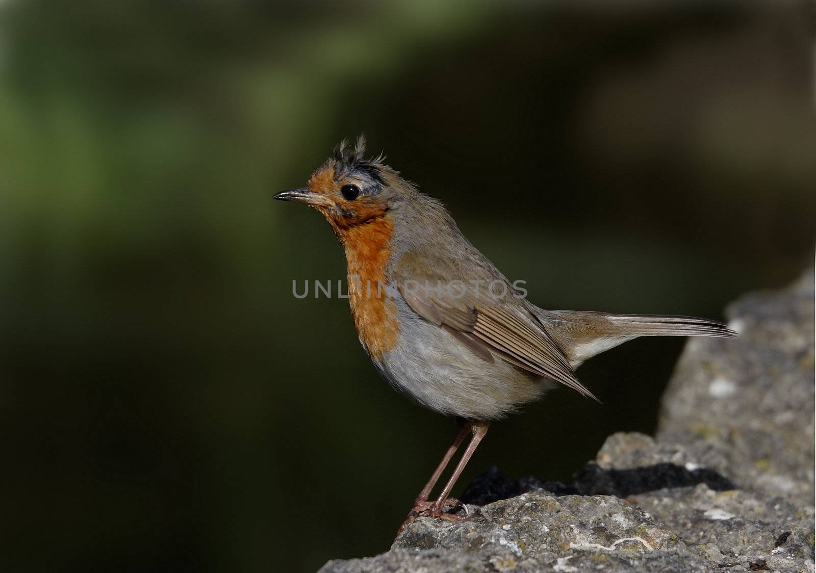Adult Robin on rocky ledge.