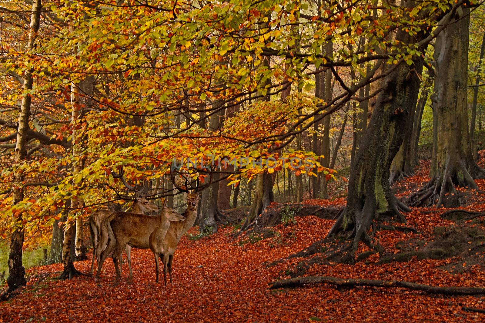 Fallow Deer in a woodland clearing during Autumn.
