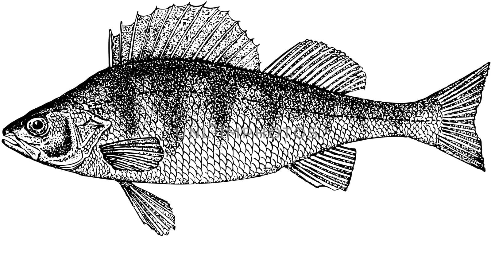 Illustration. A fish the perch. Model was just the caught fish. The further information from various sources. The perch of one most numerous inhabitants of fresh waters. The normal sizes up to 1200 gram about 52 centimeters are long.The anatomic, correct image of the river perch. The image of a river fish, in a black-and-white variant.