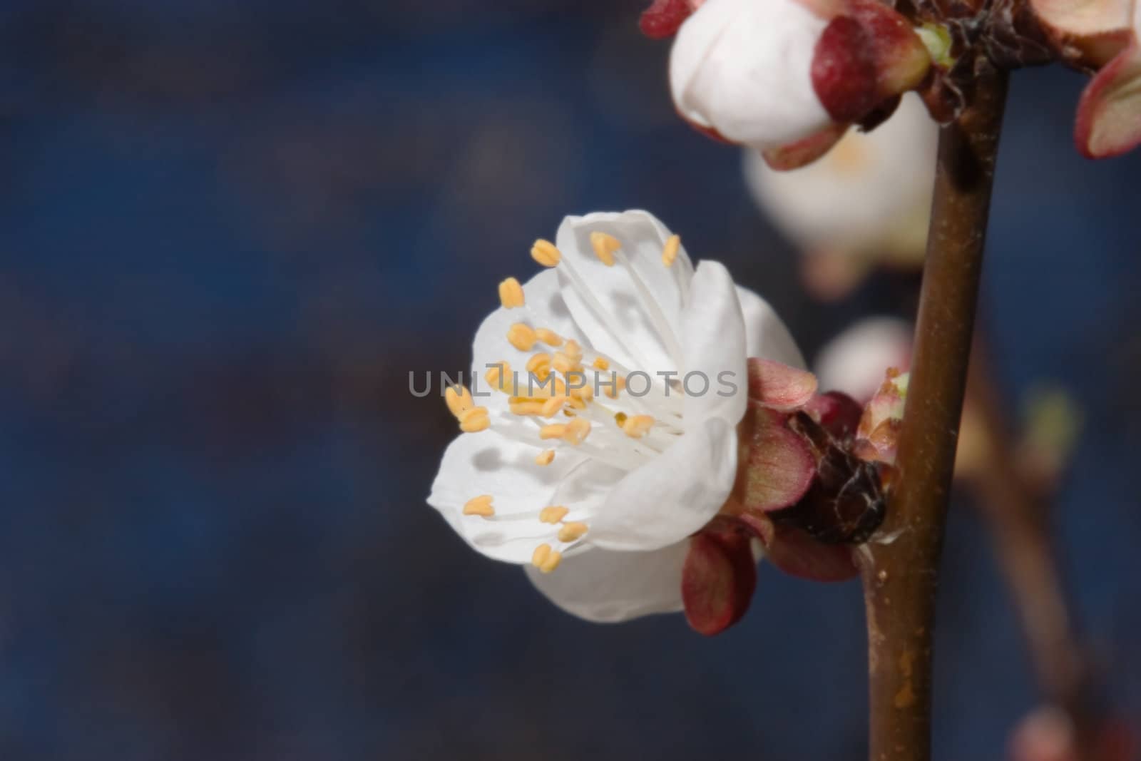 Blossoming apricot by NickS