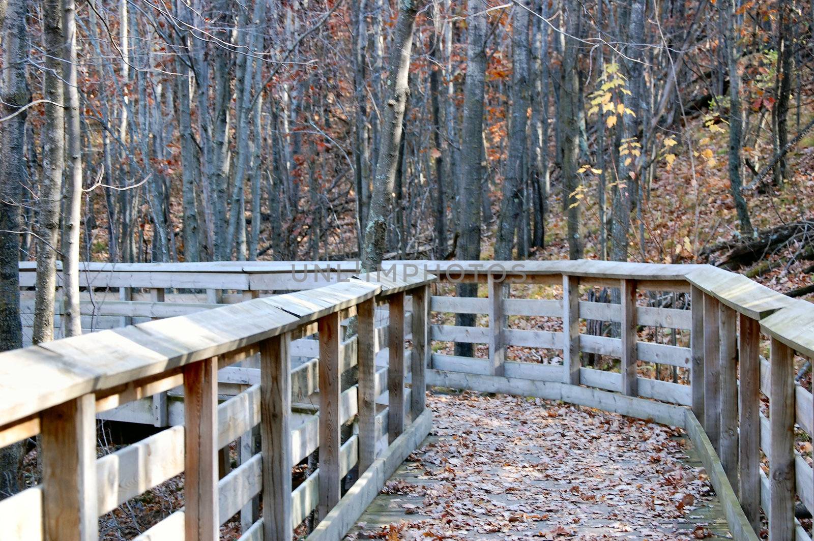 Trail in the woods by RefocusPhoto