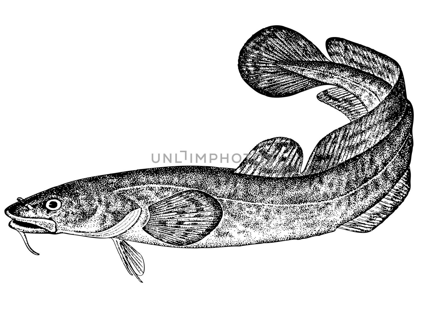 Fish Burbot (Lota lota (latin)) Illustration. Nalim. by selhin