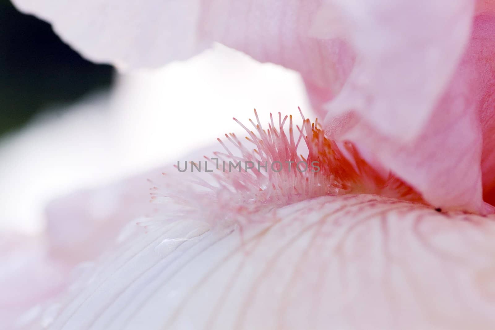 Pink iris. Shot by macro lens.