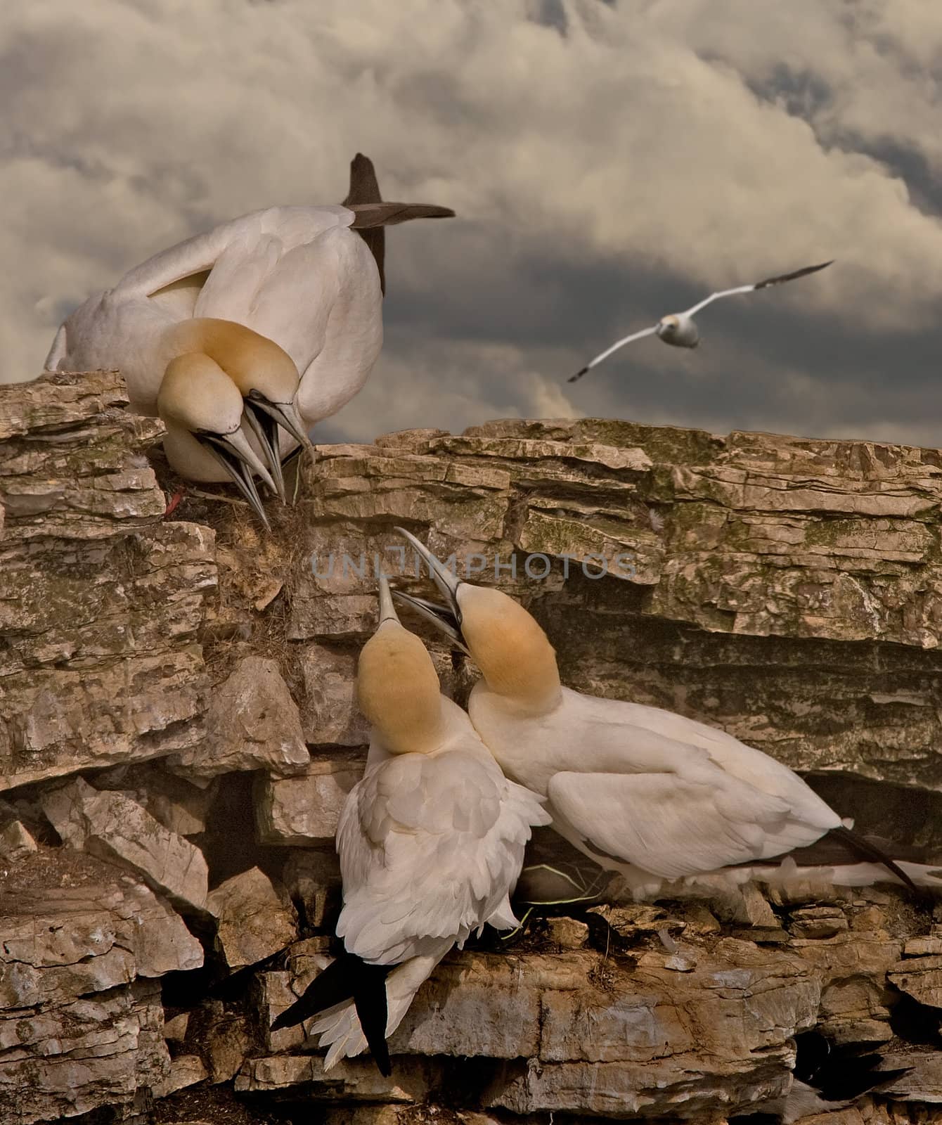 Northern Gannets disputing territory at their summer location on Bempton Cliffs Yorkshire England.