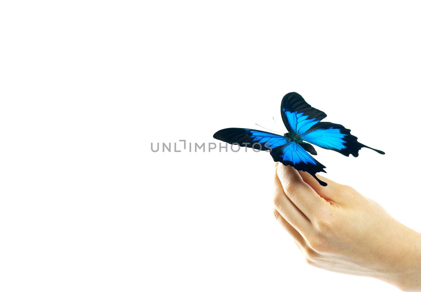 Hand and a butterfly by git