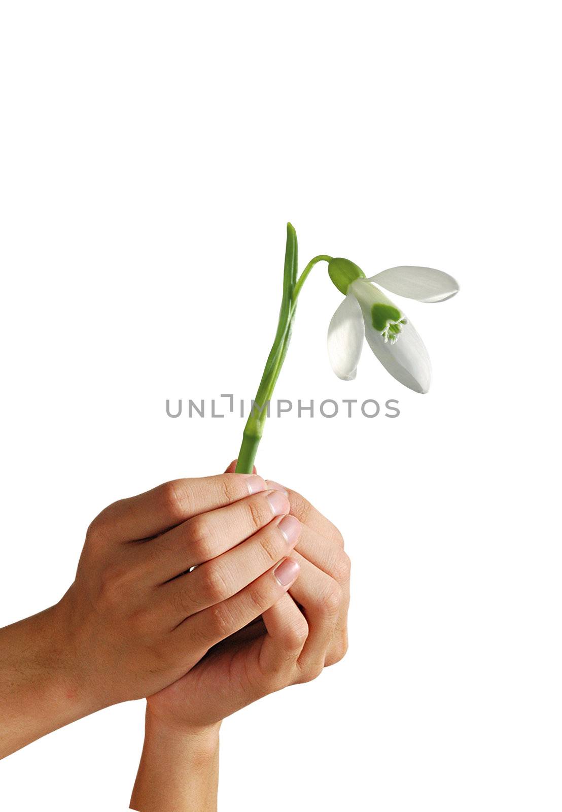 Snowdrop in woman's hand its mean that spring comes