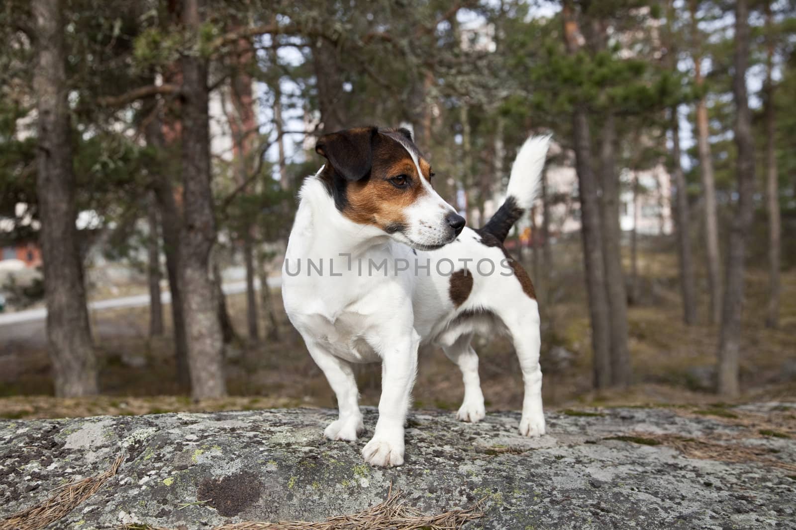 Jack Russell Terrier standing on the rock.