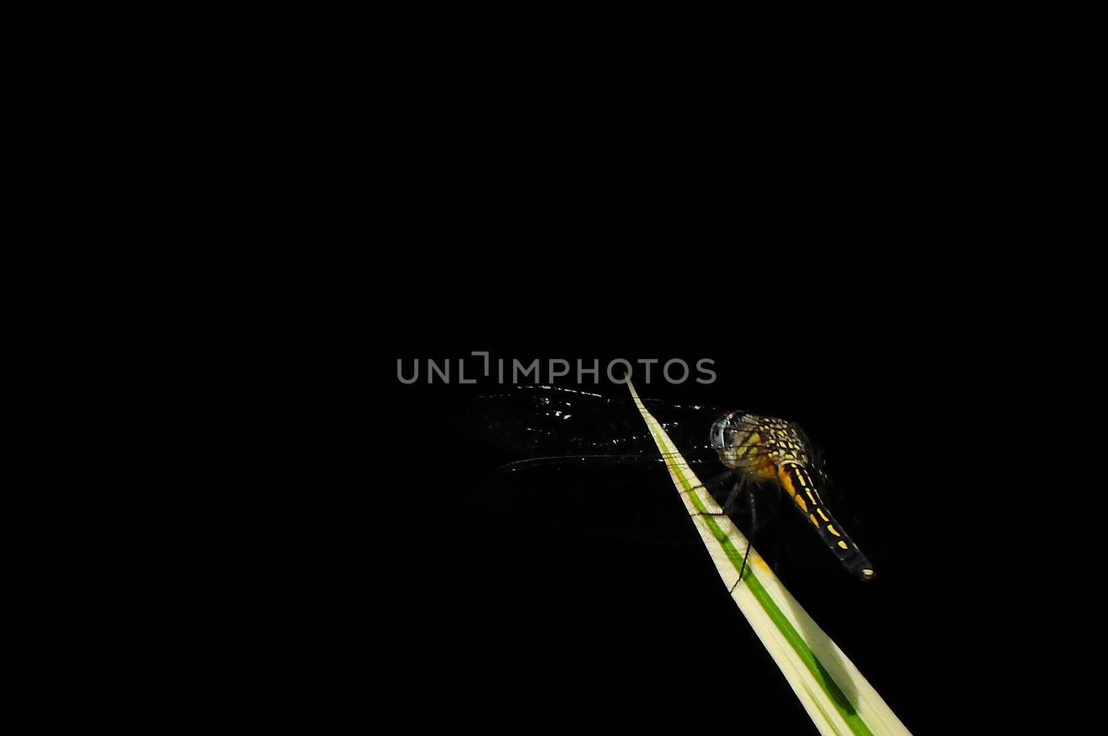 Dragonfly with black background. Photographed as is. Suitable for wallpaper.