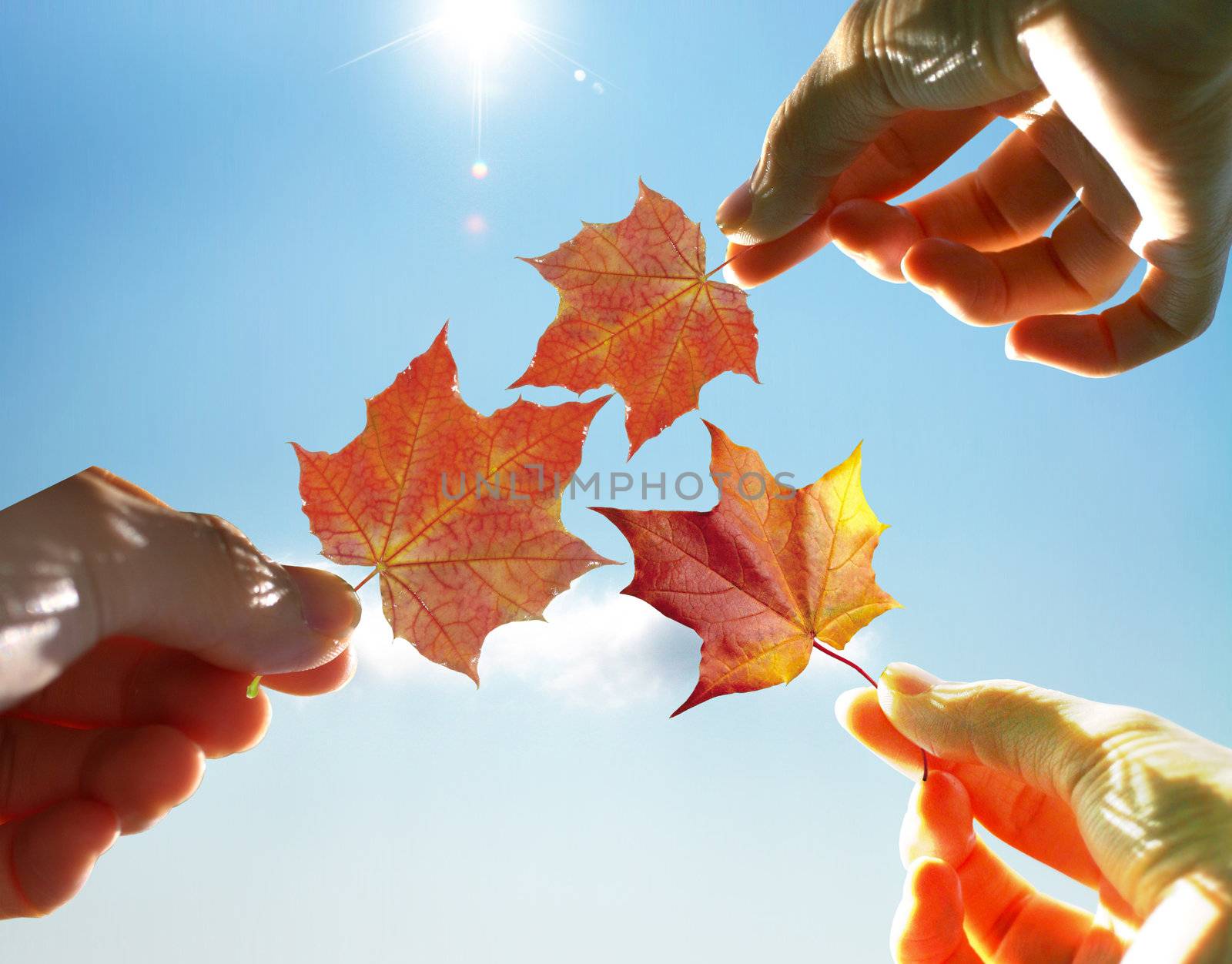 NIce picture with three leaves and hands