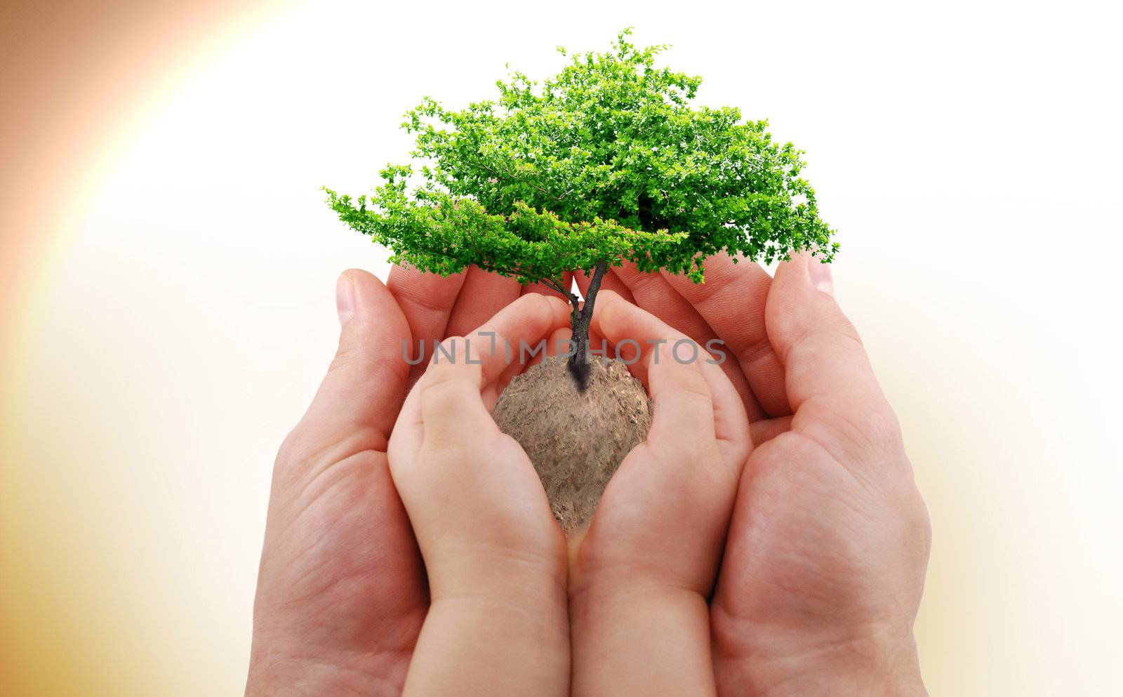 A green tree in the baby's and man's hand
