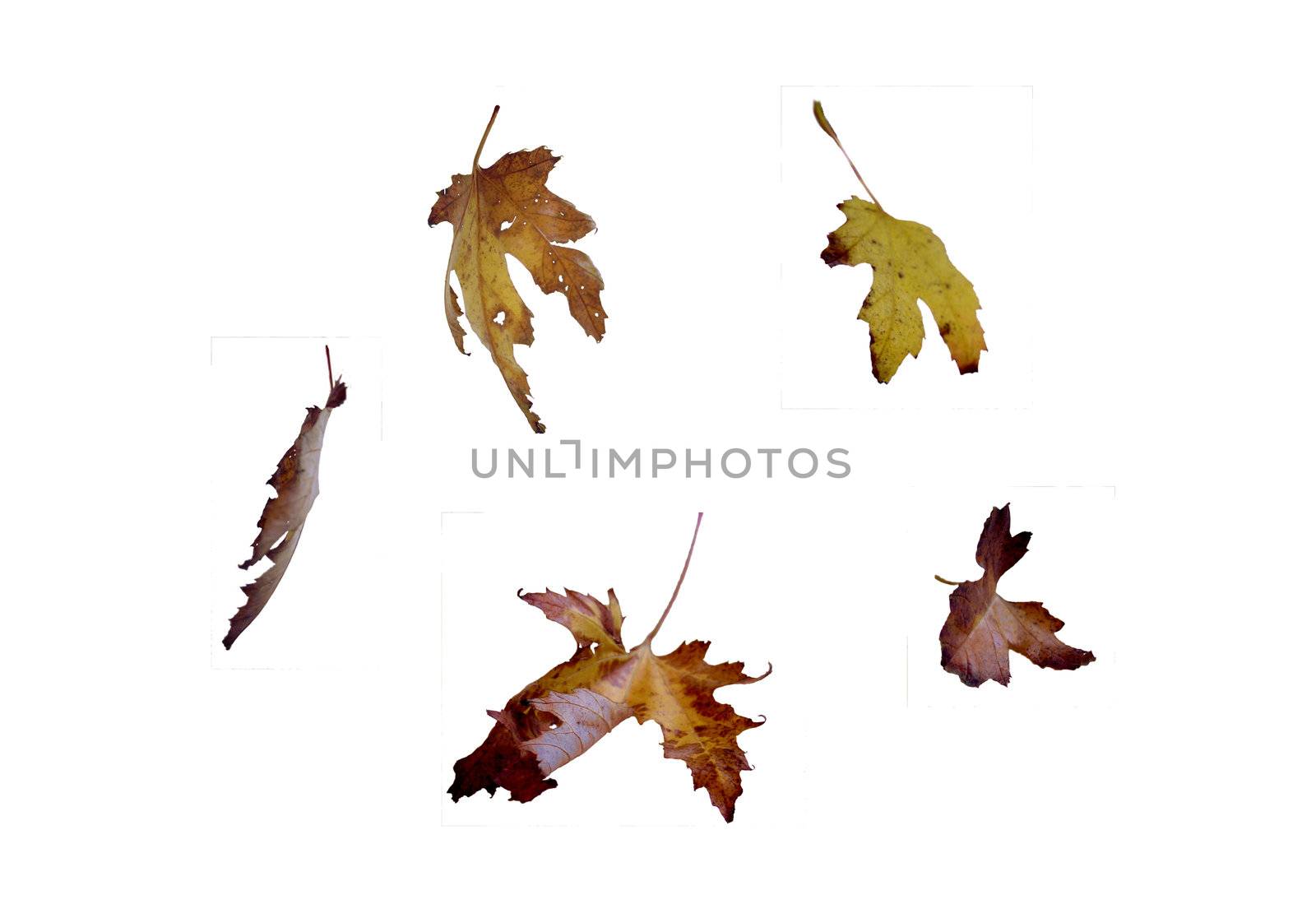 Autumn yellow leave on the white background