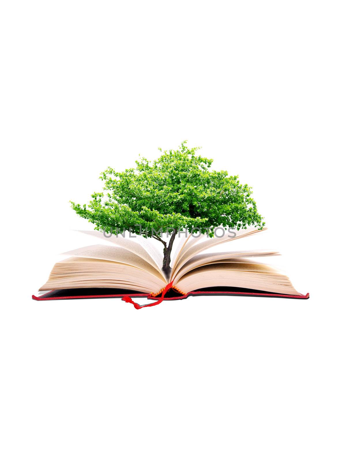 Green fresh tree in the big book