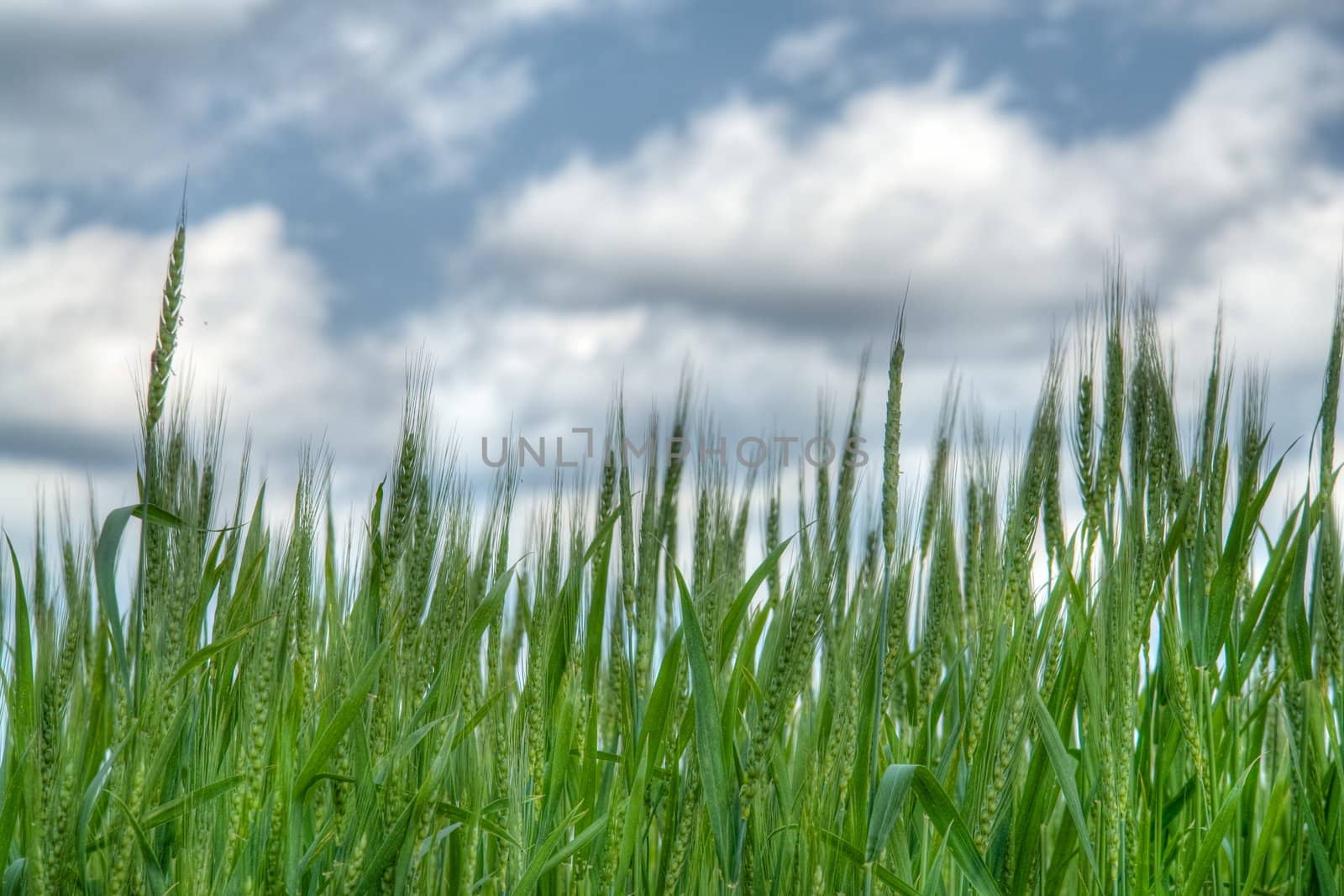 Ears of rye against the cloudy sky. Good for background.