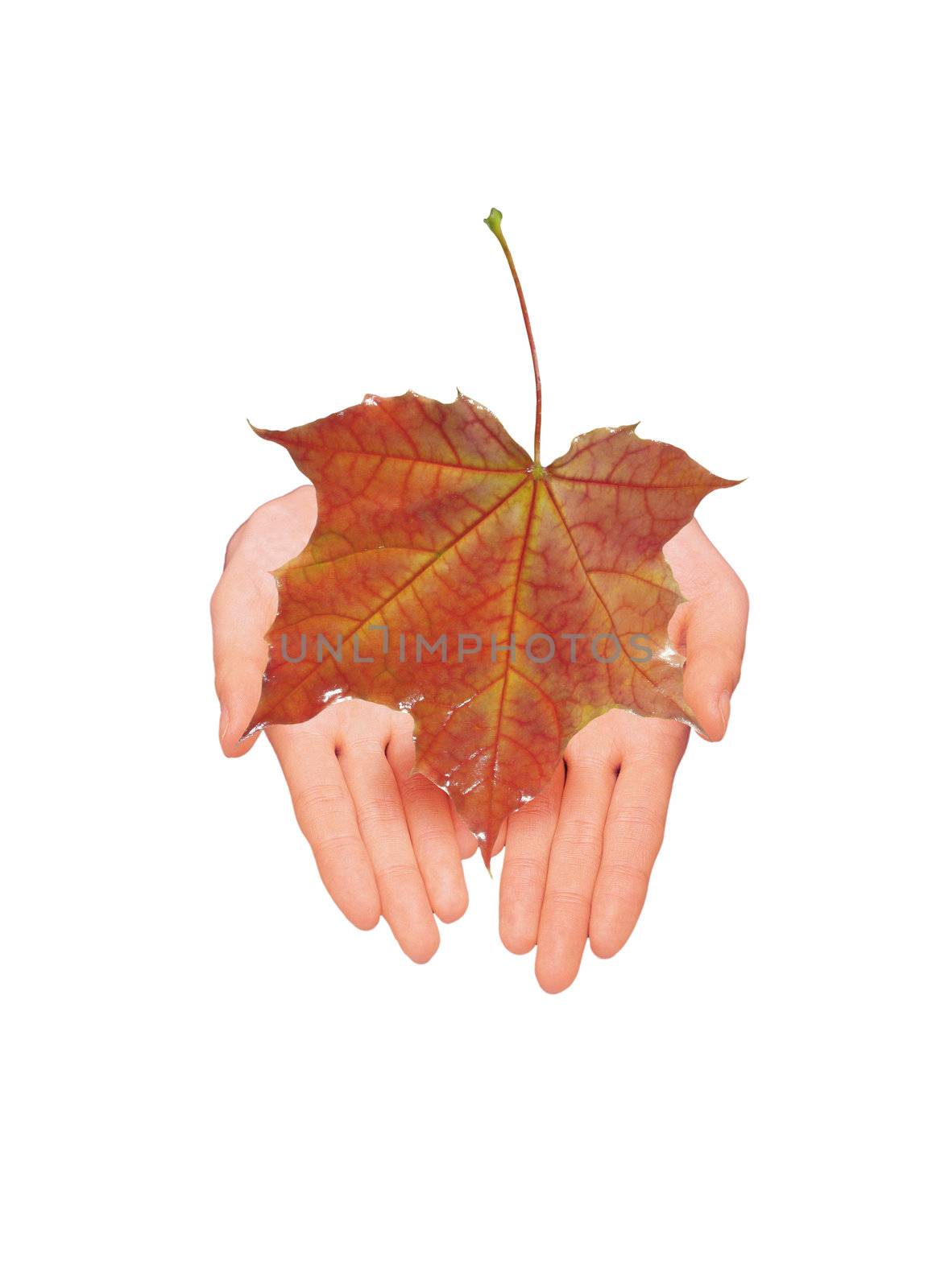 Woman hands with a red yellow leaves