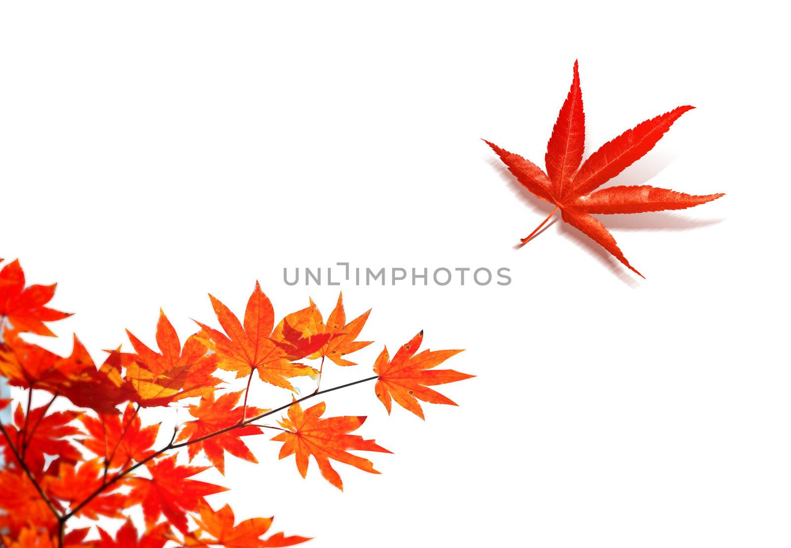 Autumn situation with red  leaves for your autumn design