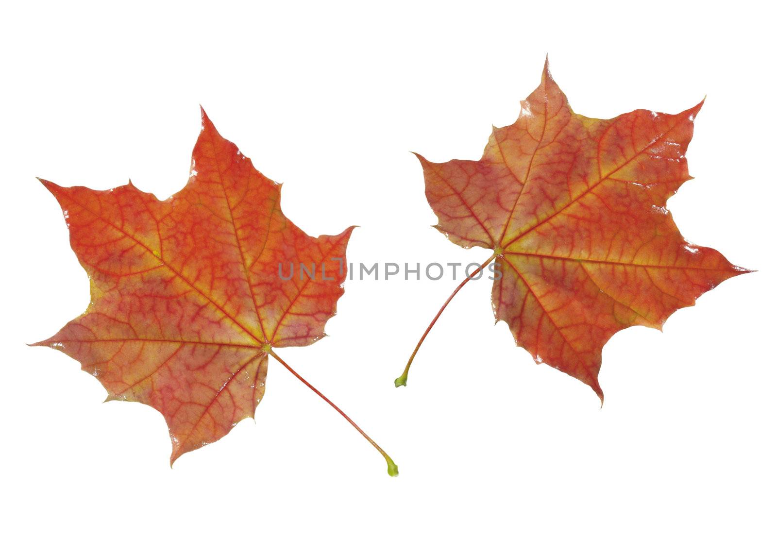 Two red leaves for your autumn design