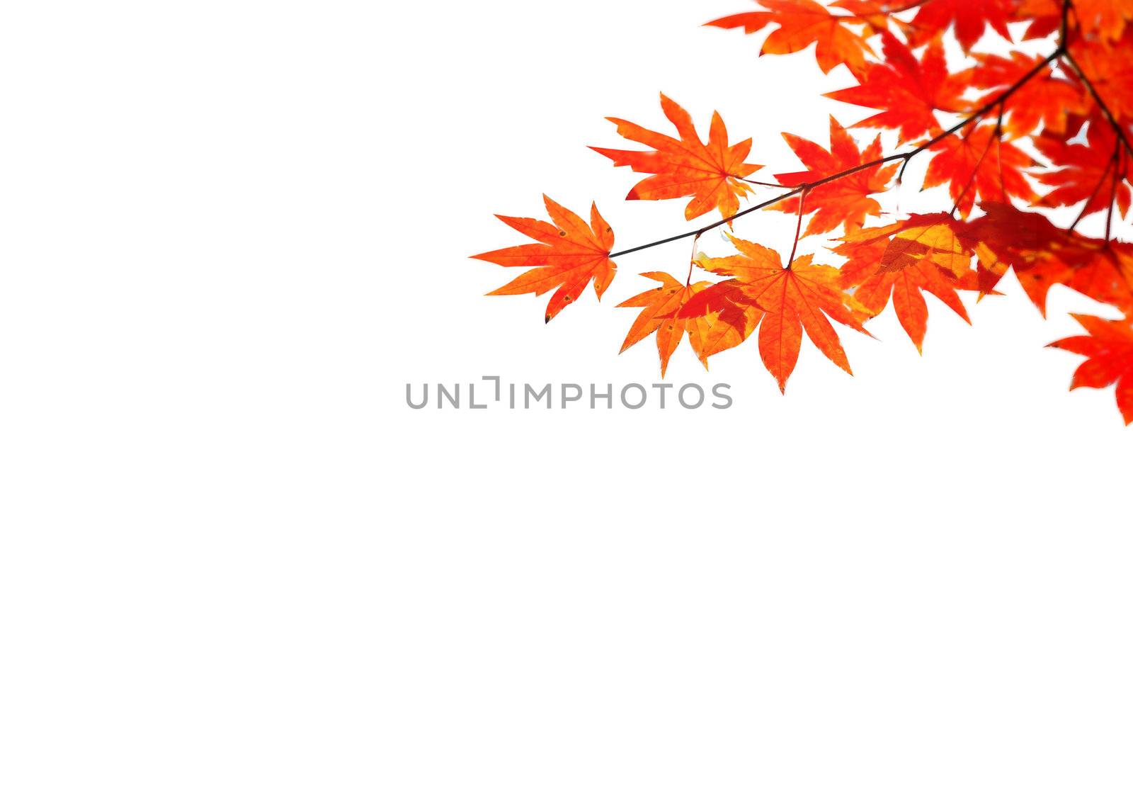 Autumn situation with red and yellow leaves for your autumn design