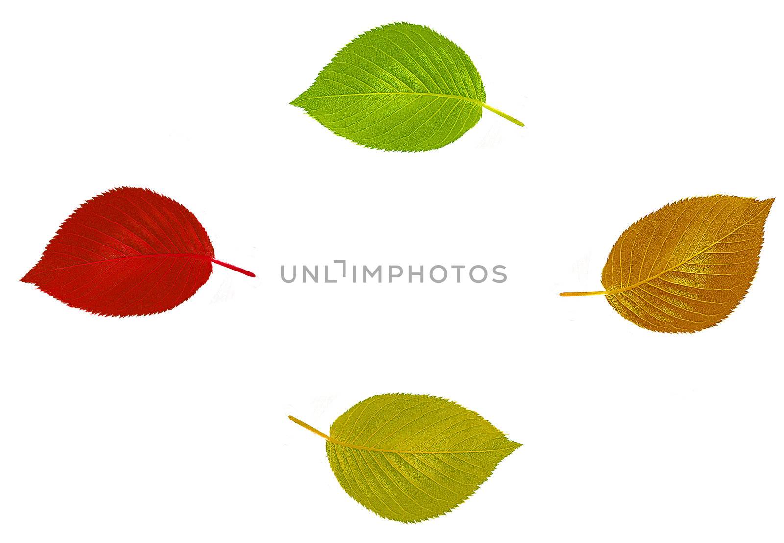 Four leaves in different color for you autumn design