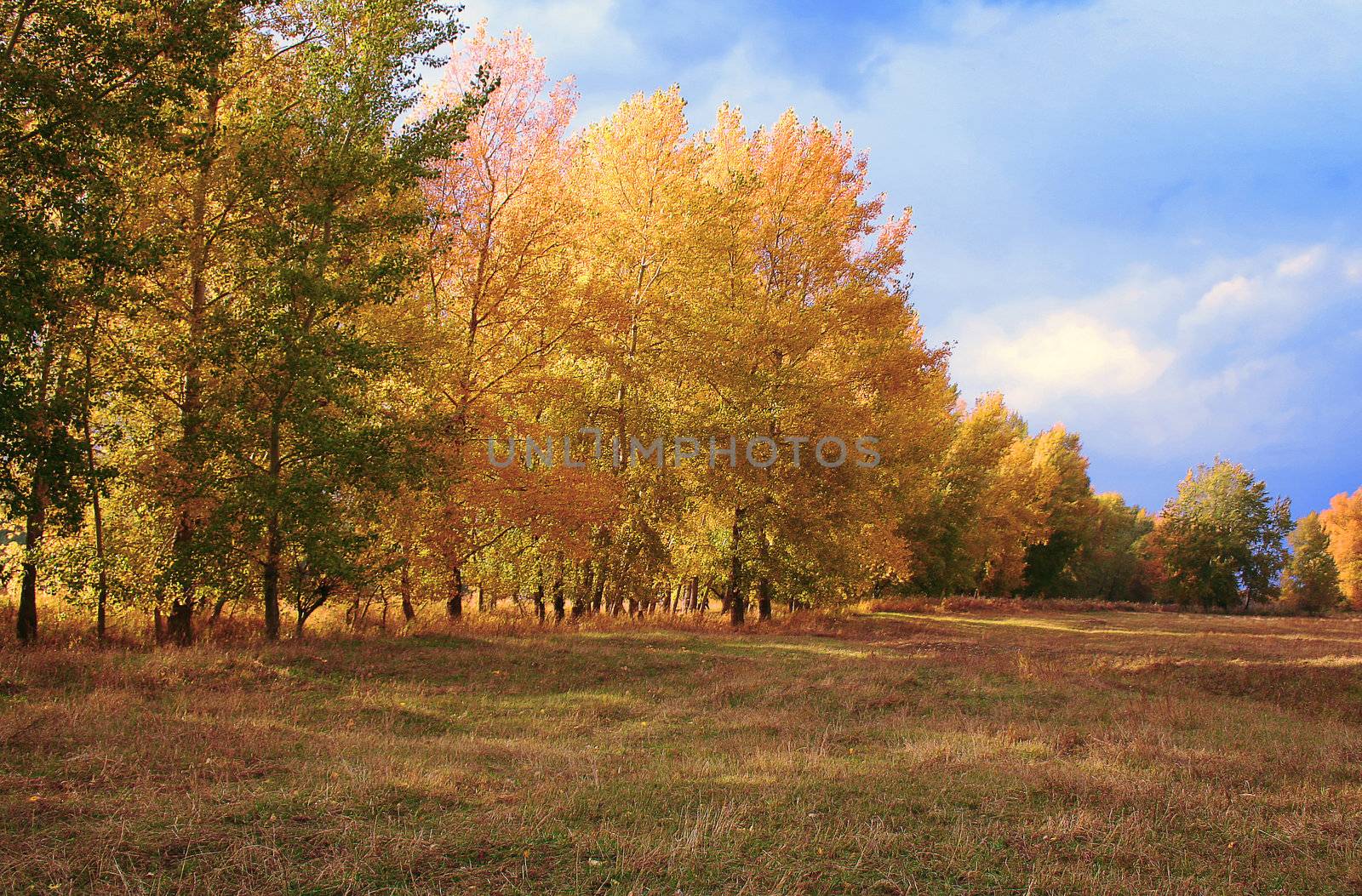 Autumn day. Has passed a rain. The sun appears through because of trees. The dark blue sky. Beauty.
