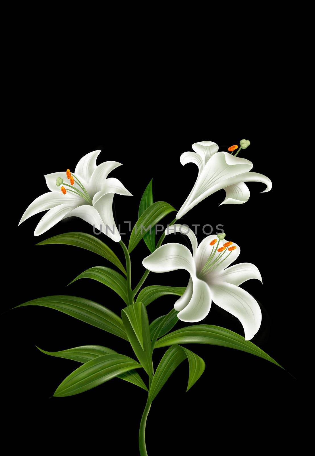 White three flowers with a black background
