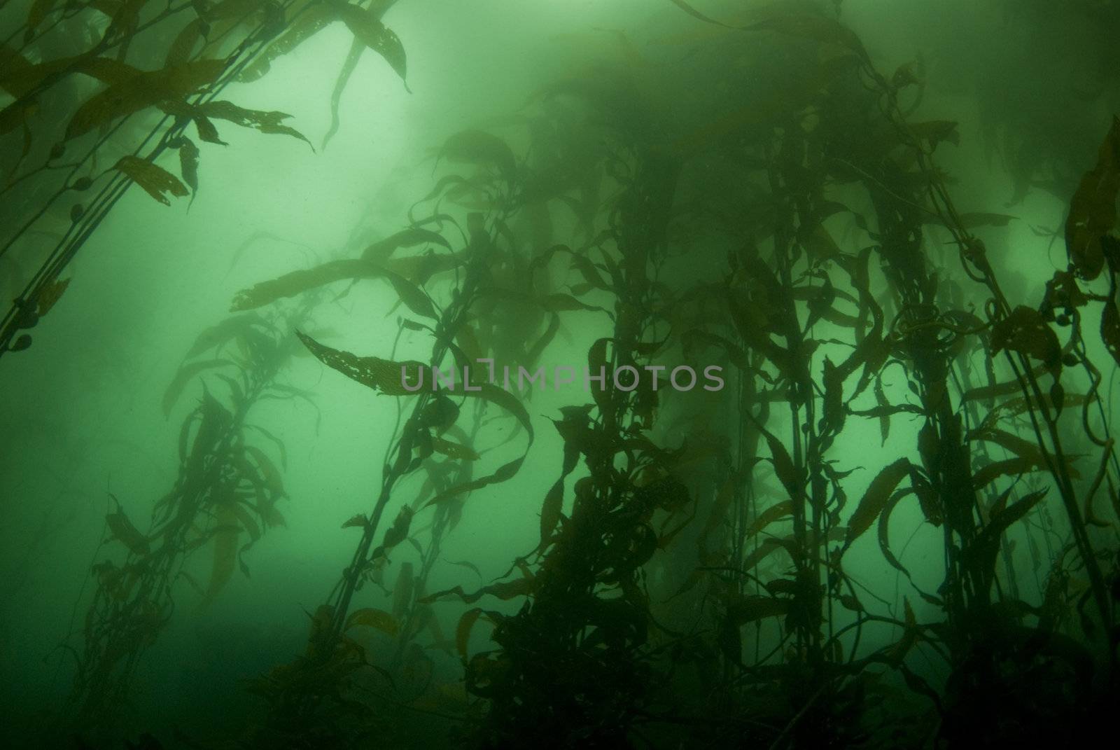 Kelp Forest Landscape by Naluphoto