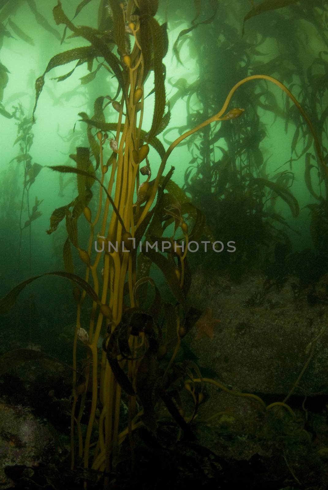 Giant Kelp Forest (Macrocystis pyrifera) underwater off California