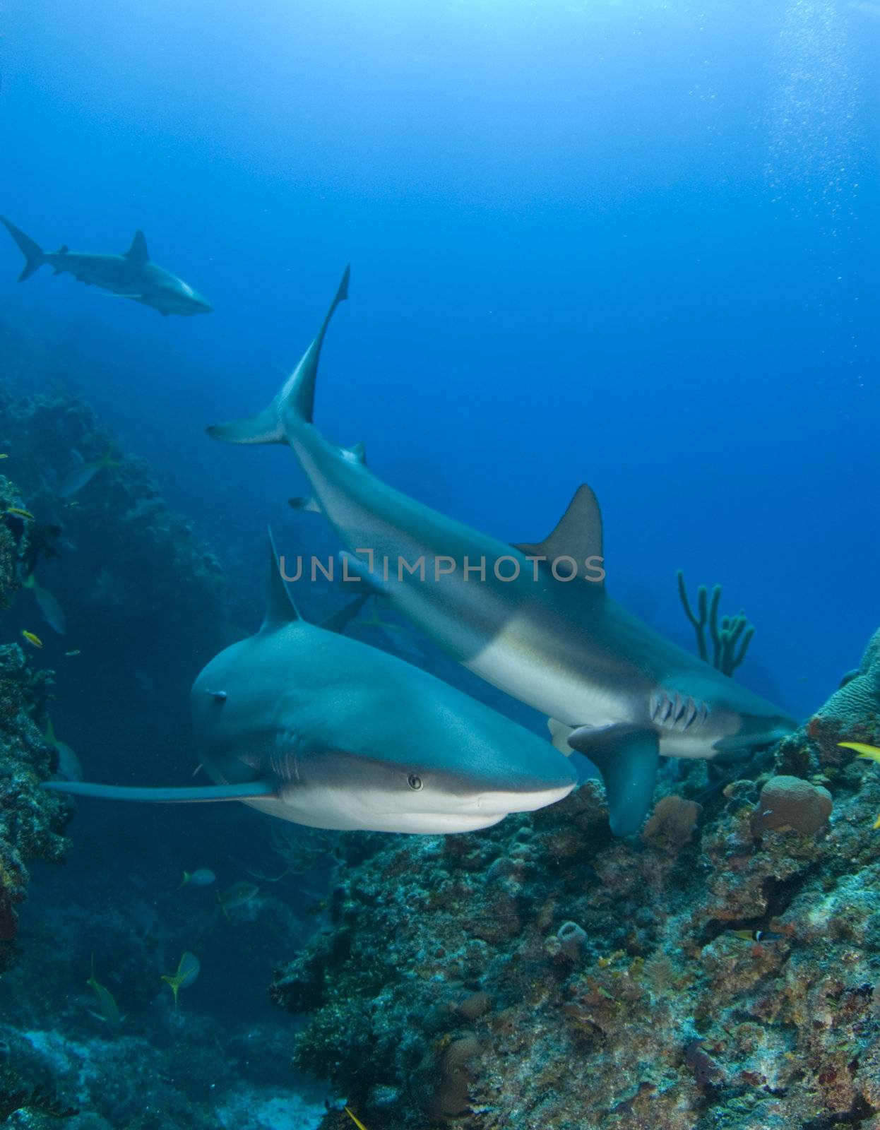 Caribbean Reef Sharks swim and eat fish above the reef at Murials Garden, a dive site located off Grand Bahama.