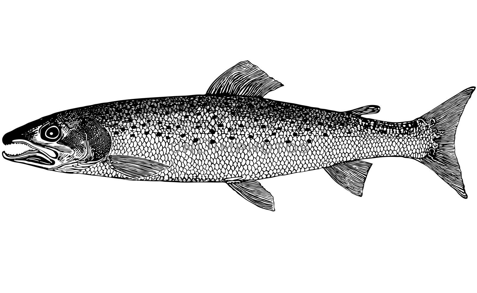 Fish Hucho taimen (Pallas, 1773) illustration by selhin