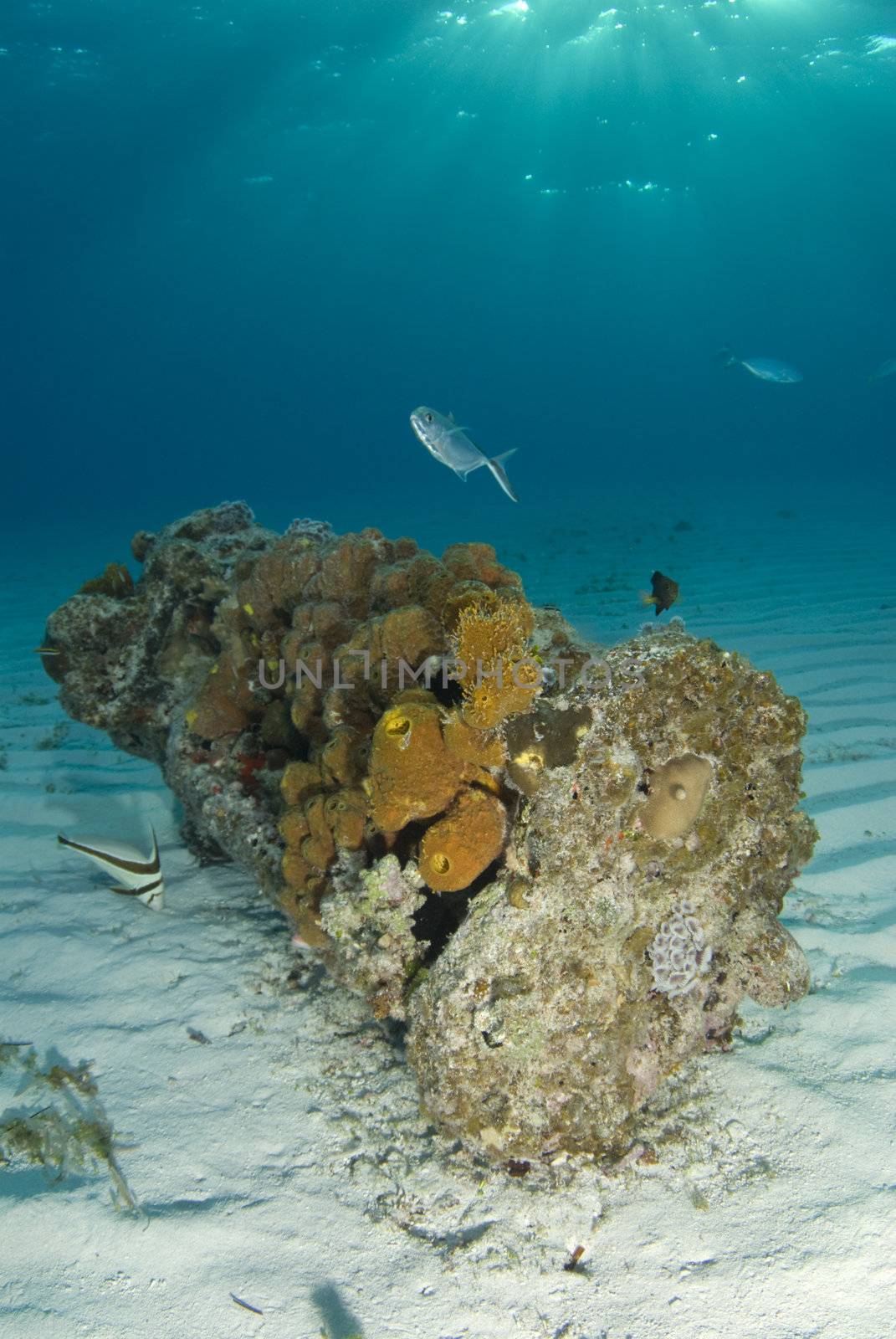Bahamas Encrusted Wreckage by Naluphoto
