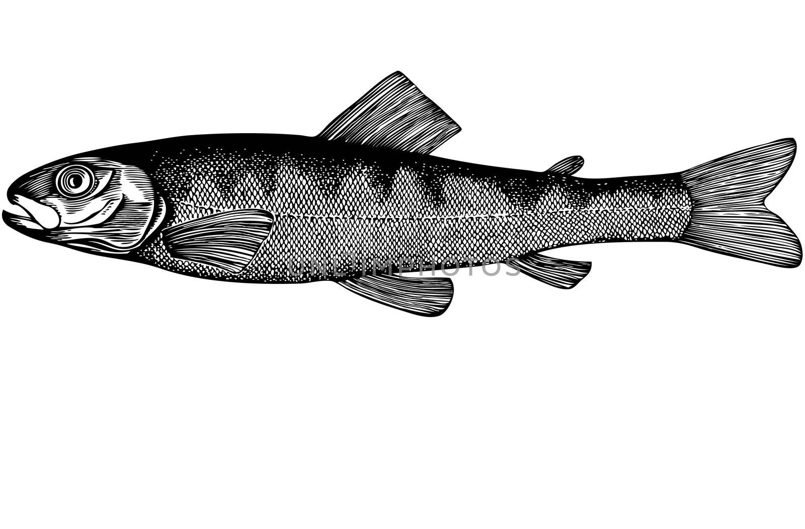 Fish Salmon parr Illustration by selhin