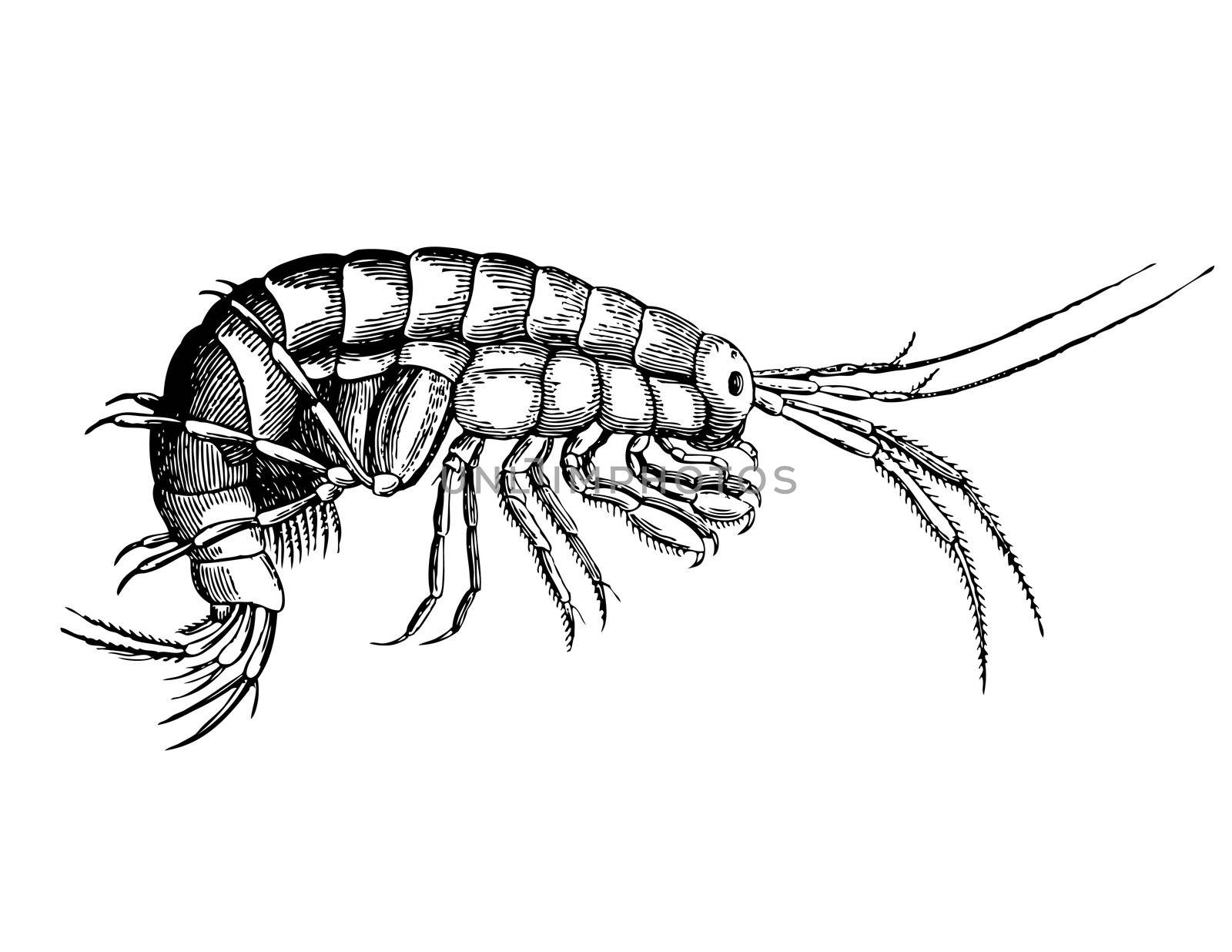 Fine cancer from sort Gammarus (Forage for fishes) Illustration. by selhin
