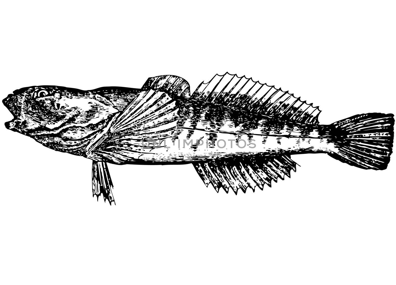 Fish Gobius. Gottus gobio (latin). Illustration. Bichok_podkamenhik. by selhin