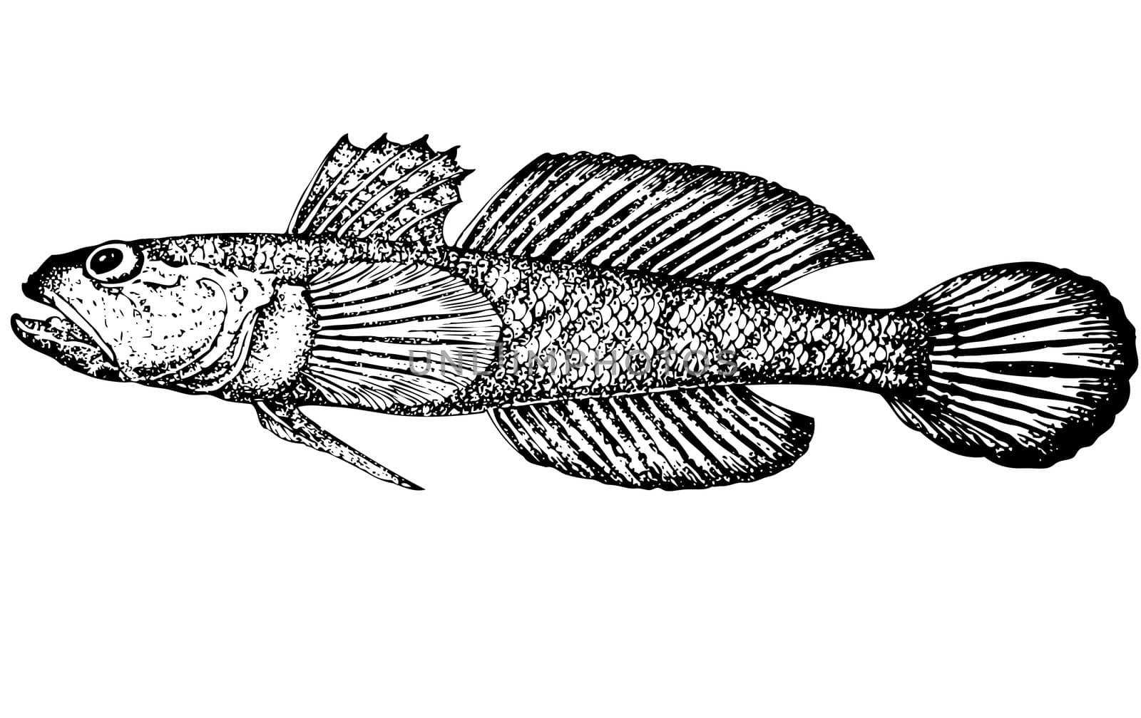 For that what to draw and describe the given figure it would be necessary to read through and see many magazines and books. Illustration. Distinctive feature of a fish are belly fins which are connected. Color of a body yellowish, grey with brown spots, spots sometimes merge in slanting cross-section strips. Length up to 24 centimeters. A place of dwelling the sea. It is totaled about 30 subspecies.