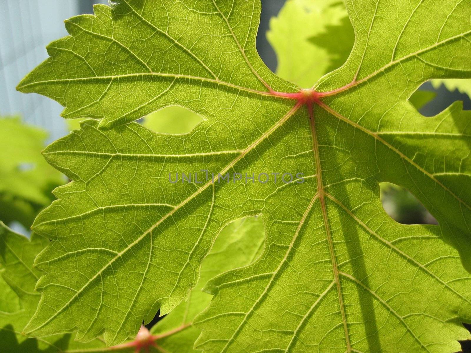grape leaf by karinclaus